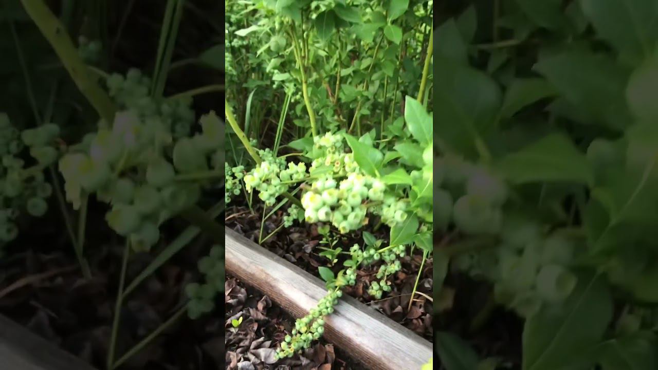 Огромный урожай на голубике сорта Полярис. #голубика ##blueberry смотреть онлайн