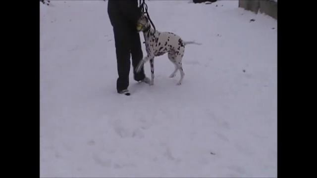 Далматин Даниил (Даня) В Дар! смотреть онлайн