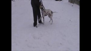 Далматин Даниил (Даня) В Дар!