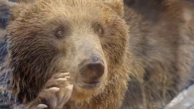 К ЧЕМУ СНИТСЯ МЕДВЕДЬ - ВИДЕТЬ МЕДВЕДЯ ВО СНЕ - Толкование Снов - СОННИК