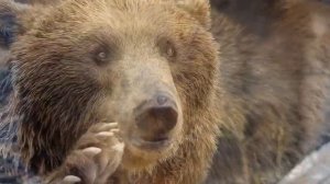 К ЧЕМУ СНИТСЯ МЕДВЕДЬ - ВИДЕТЬ МЕДВЕДЯ ВО СНЕ - Толкование Снов - СОННИК