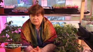 ЧЕГО НЕ ХВАТАЕТ РАССАДЕ ТОМАТОВ? Как определить? Чем ПОДКОРМИТЬ РАССАДУ?