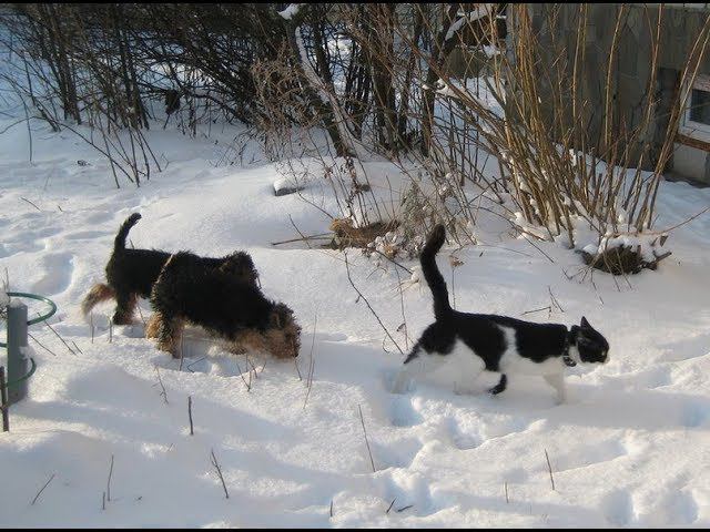 Welsh terriers: Hello, February ! 2018.