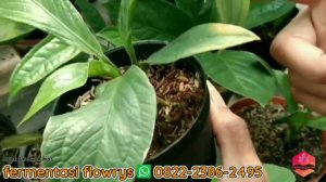 update harga anthurium species || ready stock barang langka | anthurium corong jari dasi sirih cobr