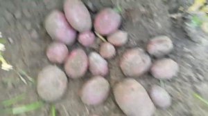 Картофель "Цыганка" 🥔Изумительный сорт 💯👍🥔