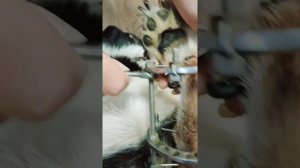 Учу внучку обрабатывать и подкручивать аппарат Илизарова Алмазу ?