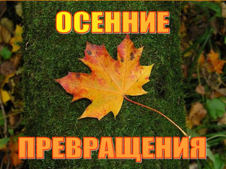 Осень Осенние превращения Осенняя листва