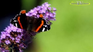 Бабочка Перламутровка адиппа ( Argynnis adippe ) крупная желтовато-оранжевая бабочка с тёмными точка