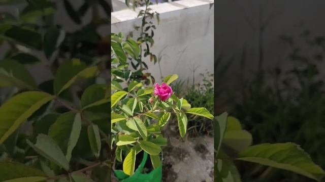 New Rose Variety......  Rose De Resht..... #damaskrose #lovegrowingroses #thebuddingrosarian