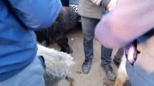 Учкун мал базар кой токту кочкор баалары