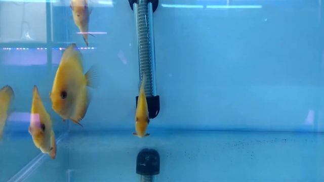 Discus,flower horn fishes смотреть онлайн