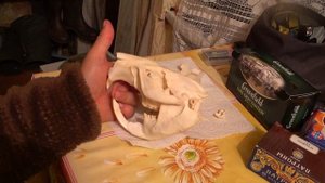 Выделка черепа бобра