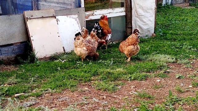 Чемпион по неоплоду петух Русской хохлатой породы кур!!! смотреть онлайн