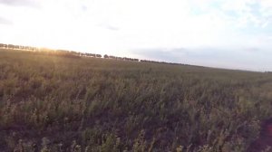 Охота на перепела с ягдтерьером 1