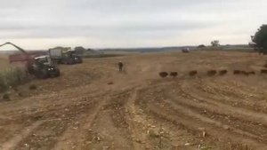 Посмотрите сколько кабанов в кукурузе! Убегают от комбайна.