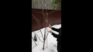 Обрезка 5 летней груши часть 1