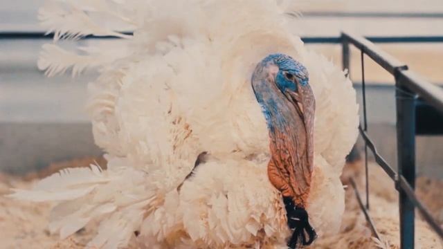 "Евродон", комплекс по производству мяса индейки
