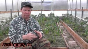 Махровые цветки у томатов, оставлять или удалять