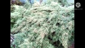 Можжевельник-казацкий.