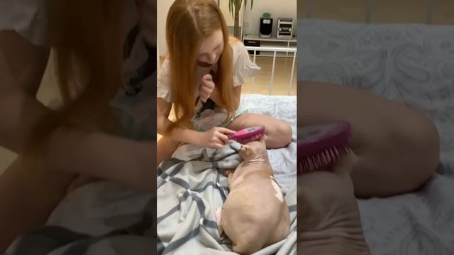 Канадский Сфинкс, разглаживание морщин )))