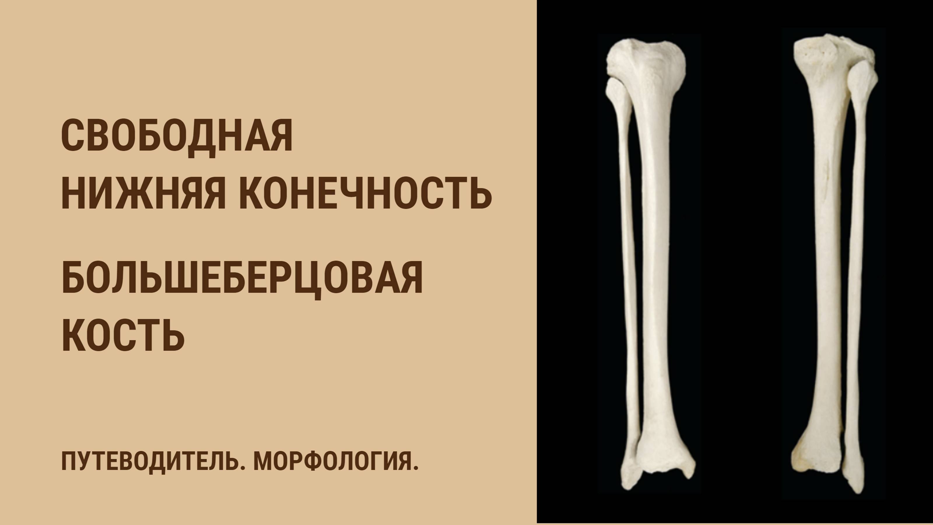 Кости свободной нижней конечности. Большеберцовая кость.