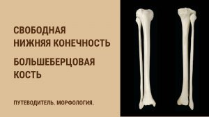 Кости свободной нижней конечности. Большеберцовая кость.