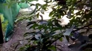 Белолобый гусь  Охотникам на заметку