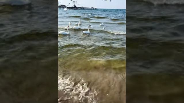 Юрий Кузнецов-чайка(караоке) смотреть онлайн