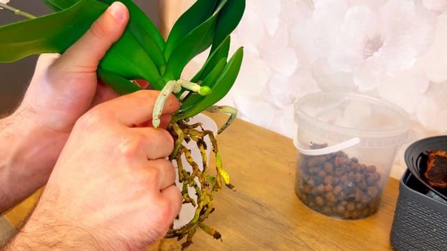 Это не понравилось корням орхидеи… работа над ошибками. Пересадка орхидеи «Алладин» смотреть онлайн