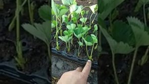 Закладка рассады клубники. Срез усов клубники. Торф+перлит.