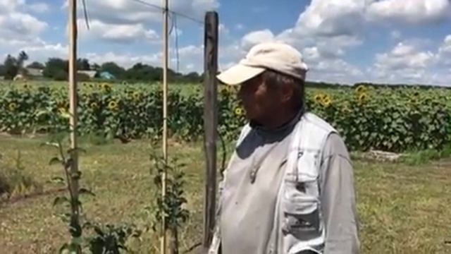 Перепрививка сорта Джонаголд в интенсивном яблоневом саду.