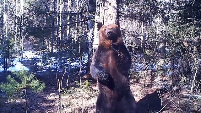 Медведь Ферапонт танцует в Висимском заповеднике
