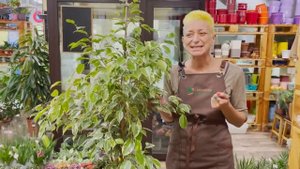 Фикус Голден Кинг - пестролистный фикус бенджамина | Как определить насколько вырастет фикус