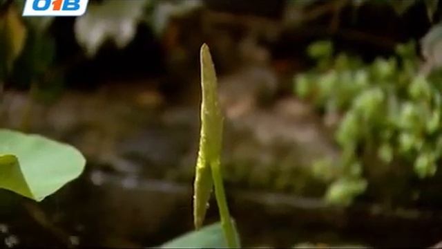 Ваточник, Лотос Комарова На Южном Урале. Роман Нагуманов смотреть онлайн