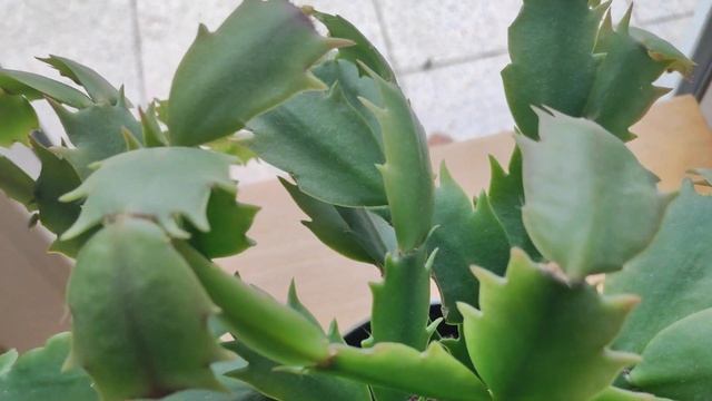 Заставим цвести декабрист к Новому Году! смотреть онлайн