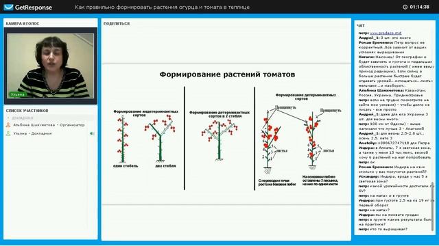 Описание томата Раиса смотреть онлайн