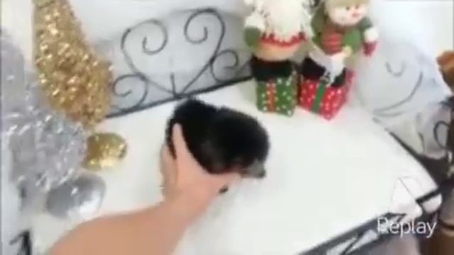 шпицы медвежата мальчики
