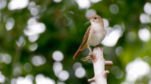 Красивое пение соловья | Пение птиц | Песня соловья| Музыка для сна | Релакс