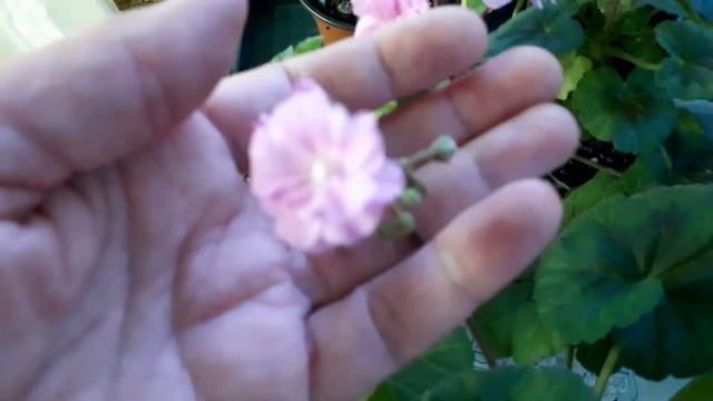 Black Knight Pink. Махровая карликовая пеларгония. смотреть онлайн