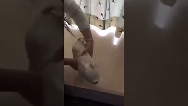 2 вида стилей кожаный манекен для собак, черный/белый, 1 шт., модель, стоячая позиция, модели