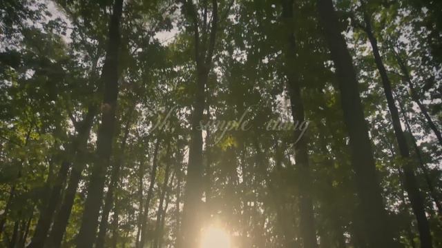 Somewhere Only We Know | Sons of Serendip (Cover)