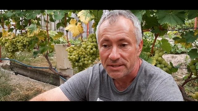 Мелкий опт винограда. Потихоньку обкатываем. смотреть онлайн