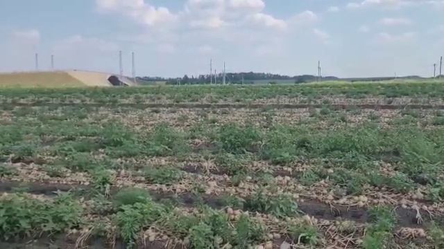 Лук от производителя. Сбор урожая лука. смотреть онлайн