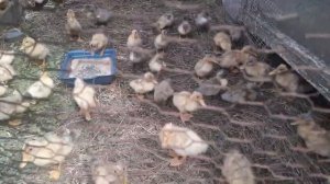 Башкирская и пекинская утка в 2 месяца