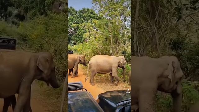 Yala National Park Srilanka