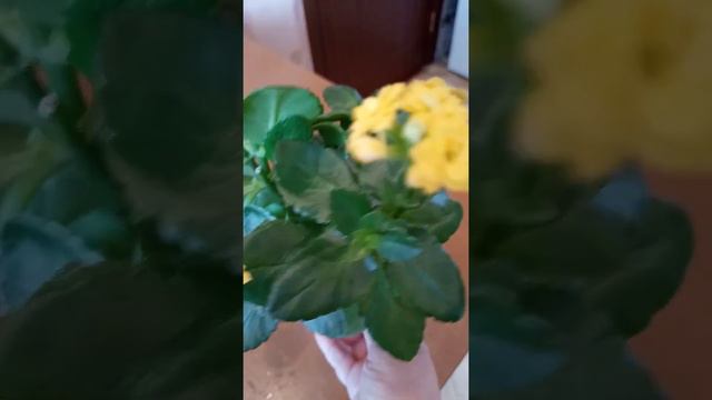 Мои цветы.Каланхое смотреть онлайн