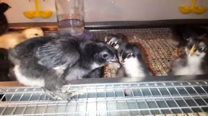 Доминант DS-109. Как спасти яйцо брошеное наседкой.