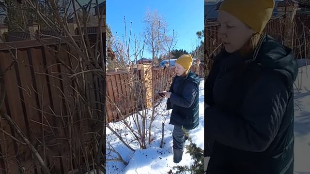 обрезка взрослой сирени