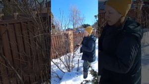 обрезка взрослой сирени