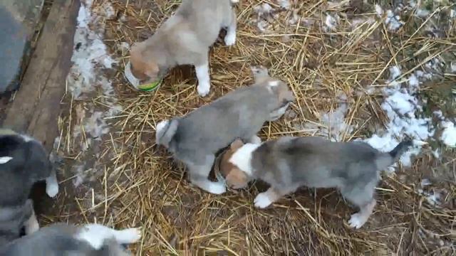 Щенки едят кашу смотреть онлайн